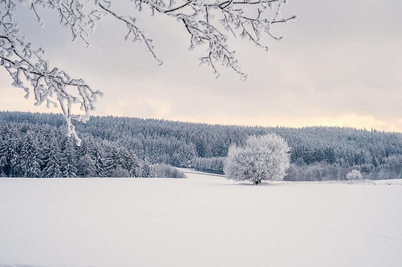 Winter Garden